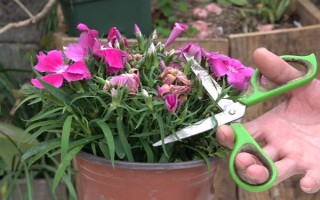 怎么修剪石竹花，刚种下就要立刻进行修剪
