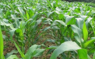 奇立科867玉米种子特征特性，中抗灰斑病（1-5级）