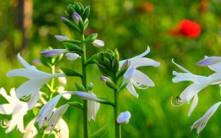 玉簪谢花后的修剪方法，剪除残花与花茎部分