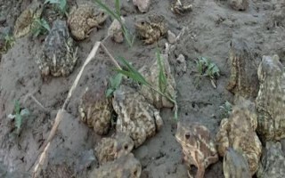 蟾蜍的饲养要点，养殖场的四周做好防护