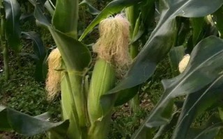 富田1号玉米种子介绍，适宜密度为2500株/亩