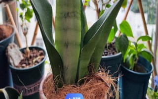 虎皮兰如何扦插,要选择健康的虎皮兰枝叶上的叶子