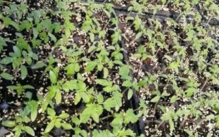 早春怎么培育番茄苗,用温水浸泡后再播种、出苗后注意控制温湿度
