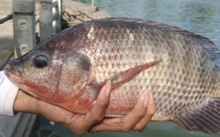 罗非鱼的习性，一般情况下都在水体中下层活动