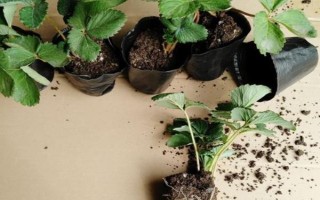 盆栽草莓苗怎么定植，将根系埋入土壤中再压实浇水