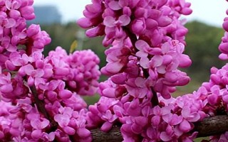 羊蹄甲是紫荆花吗，紫荆花不是羊蹄甲而是杂交新品种