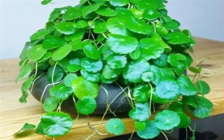 铜钱草没有根能不能活，没有根也是可以成活