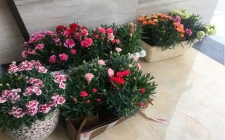 康乃馨的种植方法，喜欢凉爽的环境