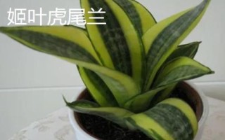 虎尾兰品种介绍，包括金边虎尾兰、短叶虎尾兰、圆叶虎尾兰等品种
