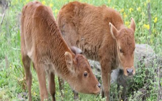 牛犊的正常体温,一般为38.5-39.5℃