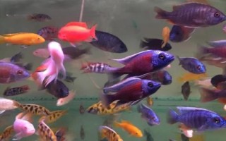 玛丽鱼和灯科鱼可以混养吗，防止和大型鱼类混在一起