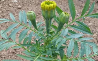 万寿菊的形态特征，株高在150厘米左右