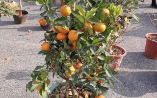 橘子树盆栽的养殖方法，适宜生长在光照充足的环境中