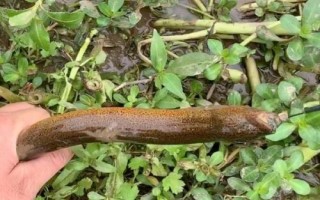 钓黄鳝的实用技巧，作钓钩子可以自己制造