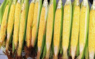 先达901玉米种子简介，全生育期117天左右