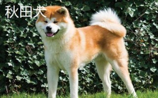 秋田犬的性格,具有稳重机警、胆大独立、高傲等特点