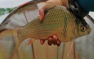 垂钓鲮鱼的技巧，可采用跑铅钓、竖铅钓等钓法