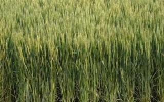 河农6049小麦种子简介,适宜播种期10月5-15日