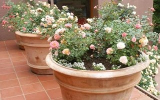 月季花叶子发黄是什么原因，可能是浇水不当或施肥错误等