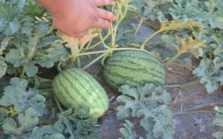 懒汉西瓜如何种植，种植前需浸种