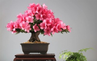 花中西施是什么花，是指的杜鹃花