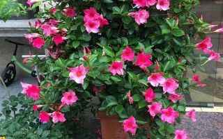 飘香藤的花语，寓意难忘爱情、充满生机等