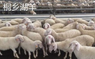 浙江省桐乡市的特产,杭白菊是我国传统出口名特产品