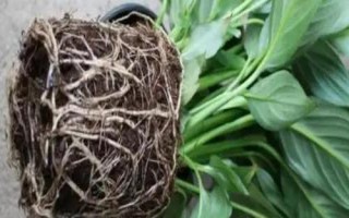 白掌烂根怎么办,根据烂根的程度来选择处理方式