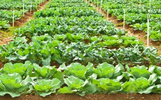 白菜的生长周期是多久，是55-100天左右