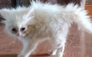 猫咪有哪些应激反应,受到惊吓后一般会表现出来