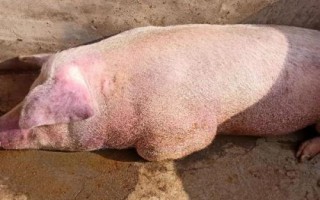 猪喘不吃食是什么原因，要根据不同的原因进行对症治疗