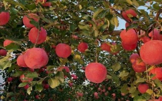 提高苹果表面亮度的方法，可采取套袋、施肥、控制生长方向等措施