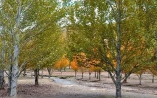 杨树简介，是著名的经济树种