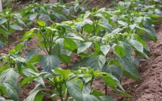 麦茬小辣椒怎么种植，需挑选株型紧凑的品种