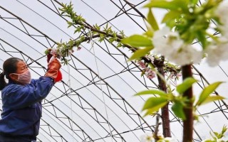 樱桃树如何授粉，可人工授粉也可蜜蜂授粉
