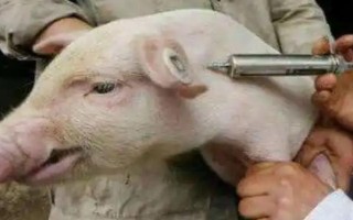 猪针头断在肉里如何处理，需要做永远标识