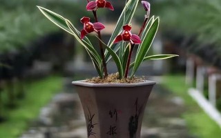 兰花的品种，有春兰、墨兰、建兰等品种