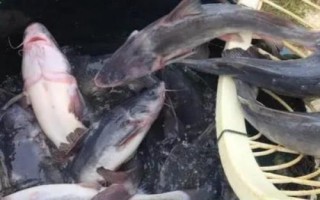 江团鱼是什么鱼，是底栖性鱼类