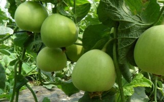 甜瓜的生长适宜温度，适宜温度为25-30°C左右