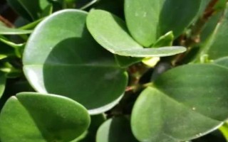 办公桌上适合放哪些绿植，可以选择绿萝、吊兰、豆瓣绿等