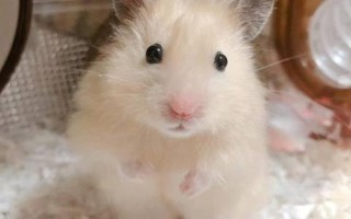 如何判断仓鼠是否怀孕，腹部会有明显的隆起