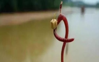 蚯蚓钓鱼要打窝吗，建议打窝