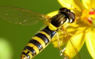 蜜蜂毒刺钻进肉里会消失吗，不会自行消失需及时取出