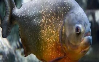 食人鱼是什么鱼，是一种凶猛的肉食性鱼类