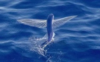 翱翔飞鱼好不好养，饲养难度大并不适合新手尝试