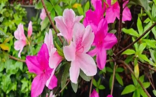 如何养好杜鹃花，生长期需要保持它的光照充足