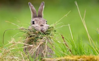 野兔多长时间换一个地方，只要没有危险便会经常在同一个地方活动