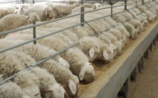 羊的胃有多少，长有瘤胃、网胃、皱胃和瓣胃