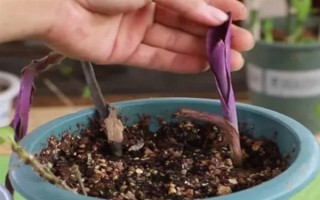 紫罗兰花的养殖方法，平时放在有散光照射的地方