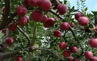 花牛苹果怎么种植，盛果期要大量追施有机肥